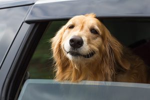 Image of dog with head out of window in car