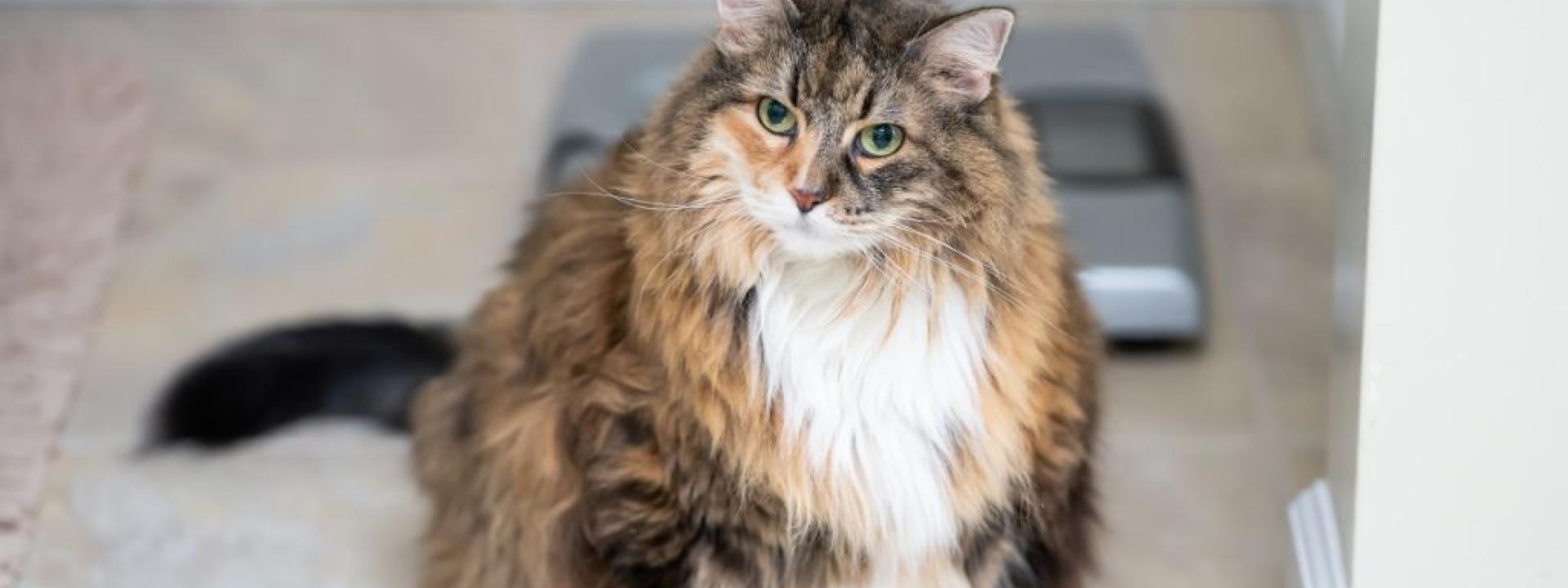 Adorable overweight cat in front of scale. Adorable overweight cat in front of scale.