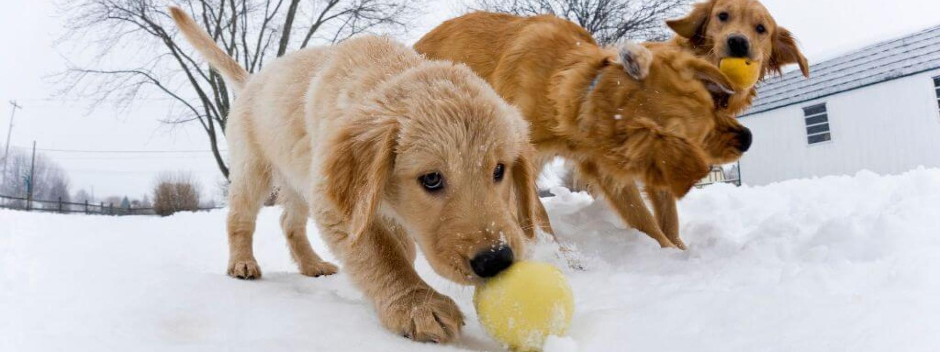 Pet Fitness Bootcamp Keeping Your Pet Active During the Winter 3 golden retrievers playing in the snow