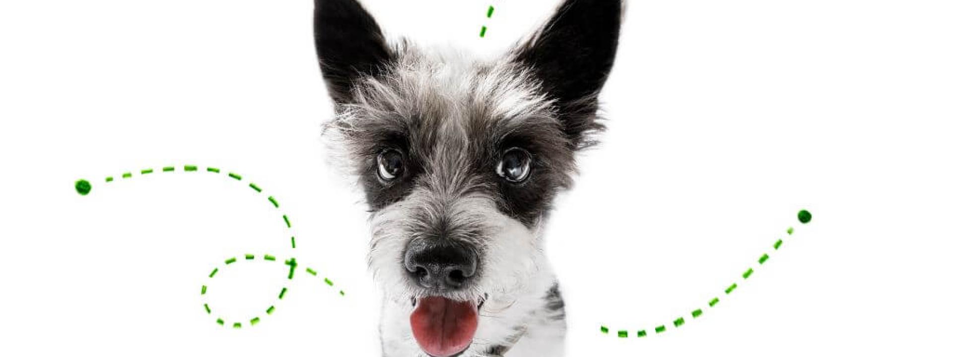 No Off-Season: Why Flea and Tick Prevention Matters All Year Long No Off-Season: Why Flea and Tick Prevention Matters All Year Long